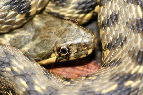 Europejskiej węże wodne — Zdjęcie stockowe