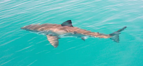 White Shark — Stock Photo, Image