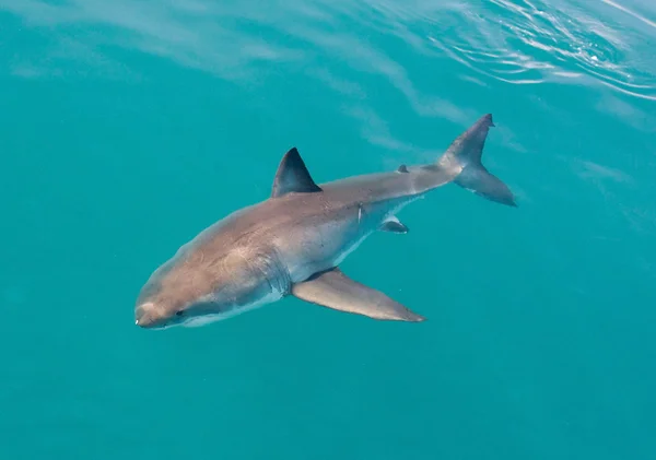 Tiburón blanco — Foto de Stock