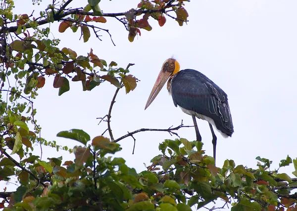 Lesser Adjutant bird — Stock Photo, Image