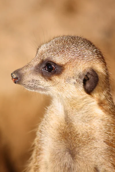 Meerkat veya suricate — Stok fotoğraf