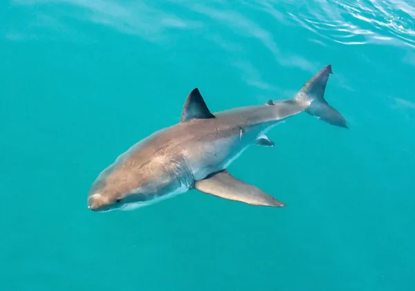 White shark — Stock Photo, Image