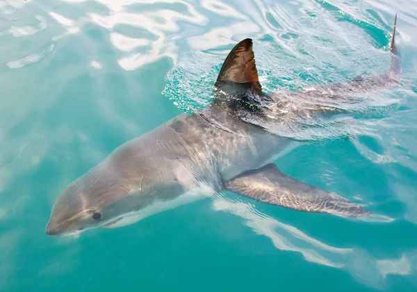 White Shark — Stock Photo, Image