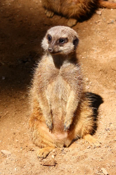 Meerkat 또는 suricate — 스톡 사진