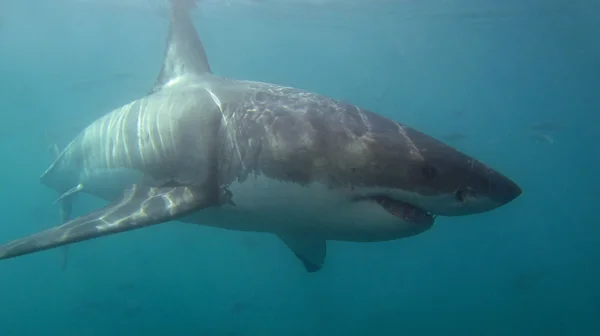 White shark — Stock Photo, Image