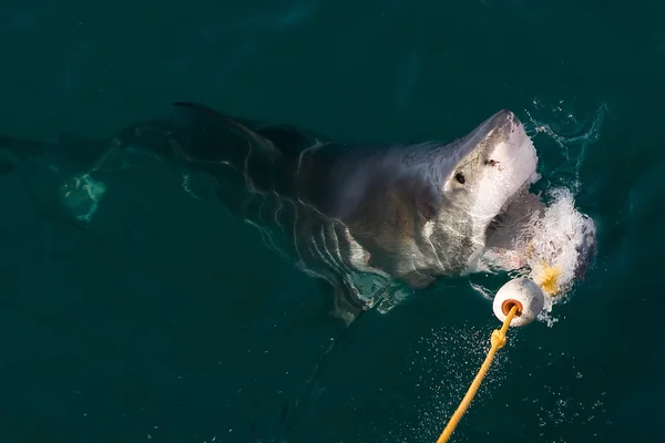 Белая акула — стоковое фото