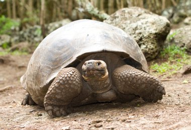 Galapagos dev kaplumbağası.