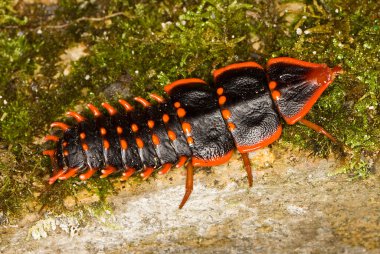 trilobite böceği