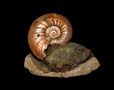 ammonites