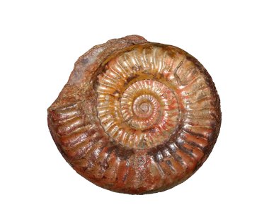 ammonites