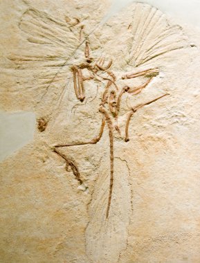 Archaeopteryx lithographica clipart