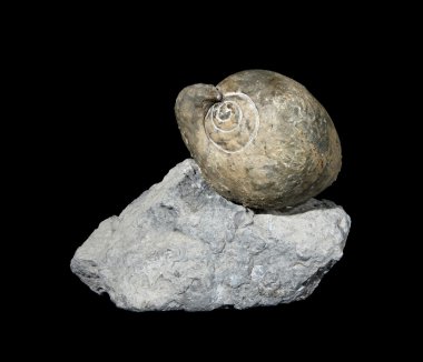 Prehistoric winkle (Eocene, Spain) clipart