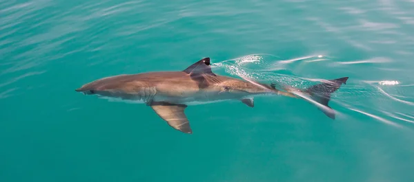 Requin blanc — Photo