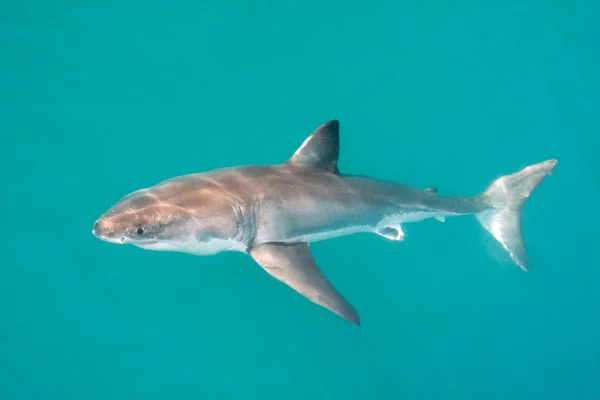 Tiburón blanco — Foto de Stock