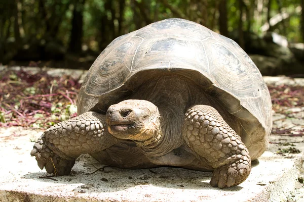 Galapagos reuzenschildpad — Stockfoto