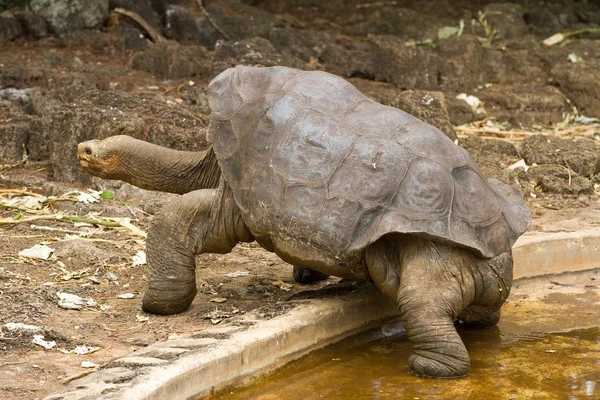 Lonesome George — Stockfoto