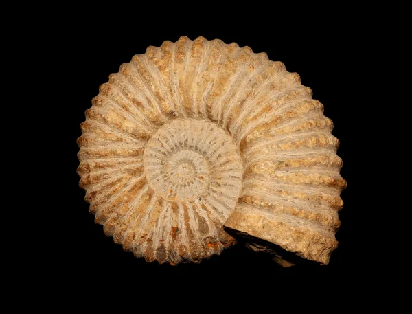 Ammoniten — Stockfoto