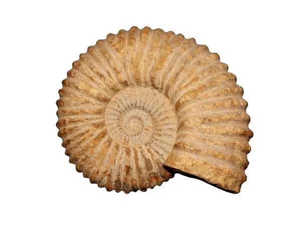 Ammonites — Stok fotoğraf