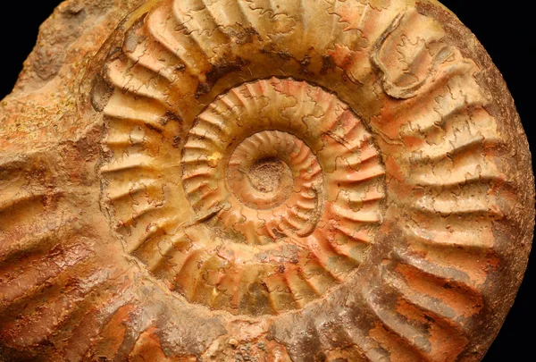 Ammonites — Stock Photo, Image