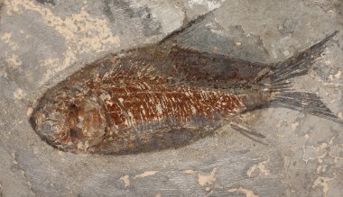 Fossil fish clipart