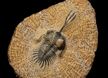 Trilobit