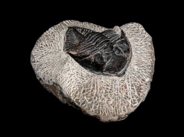 Trilobit