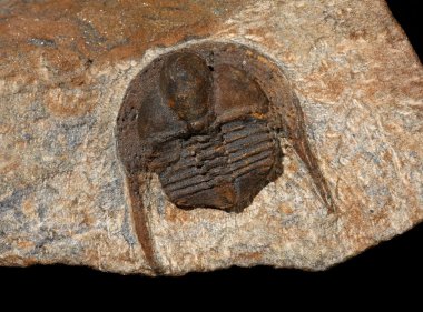 Trilobit