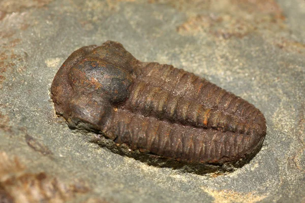 Trilobites — Stock Photo, Image