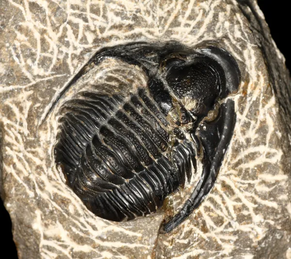 Trilobit — Stok fotoğraf