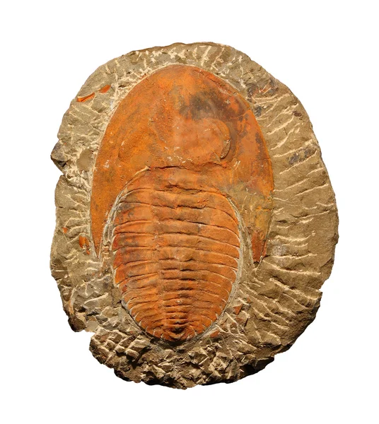 Trilobit — Stok fotoğraf