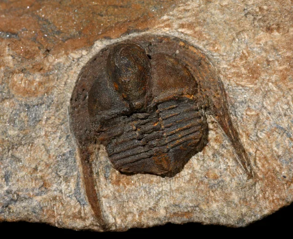 Trilobit — Stok fotoğraf