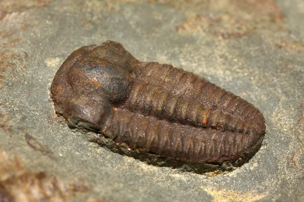 Trilobiter Stockbild