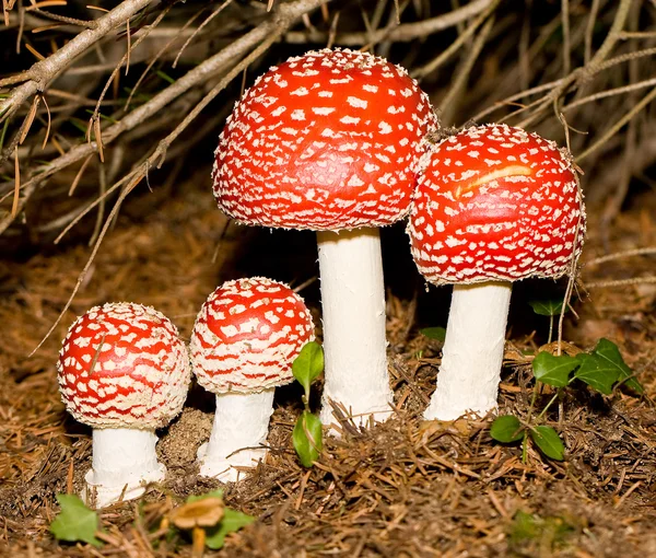 Terbang jamur Agaric — Stok Foto