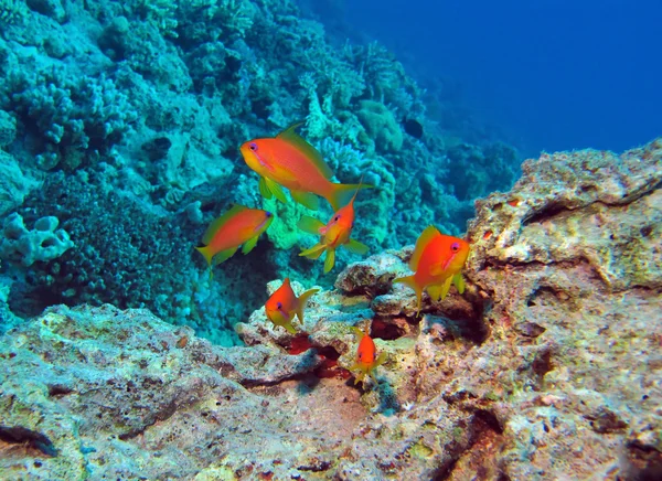 Recifes de coral em mar vermelho — Fotografia de Stock