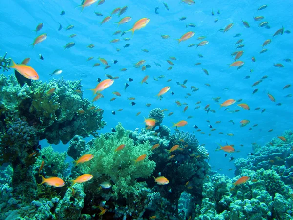 Barriera corallina nel mare rosso — Foto Stock