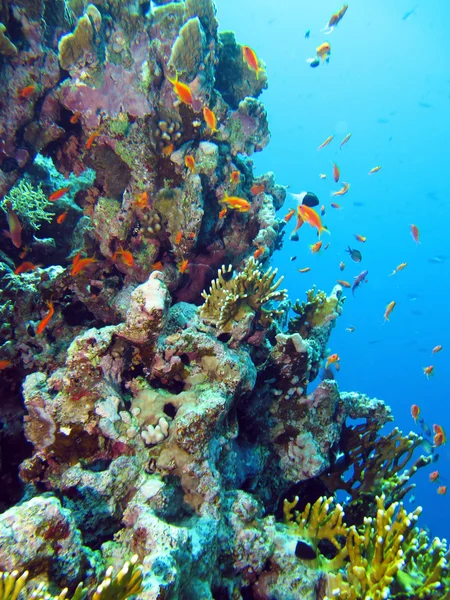 Barriera corallina nel mare rosso — Foto Stock