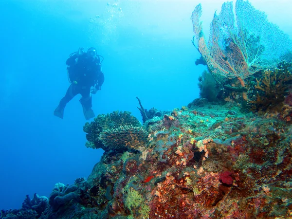 Immersioni nel Mar Rosso — Foto Stock
