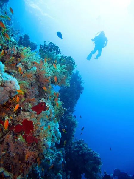 Buceo en el Mar Rojo —  Fotos de Stock