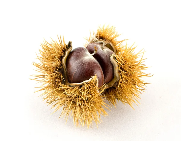 Chestnut — Stock Photo, Image