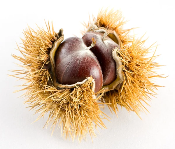 Chestnut — Stock Photo, Image