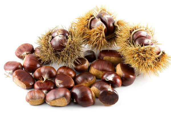 Chestnut