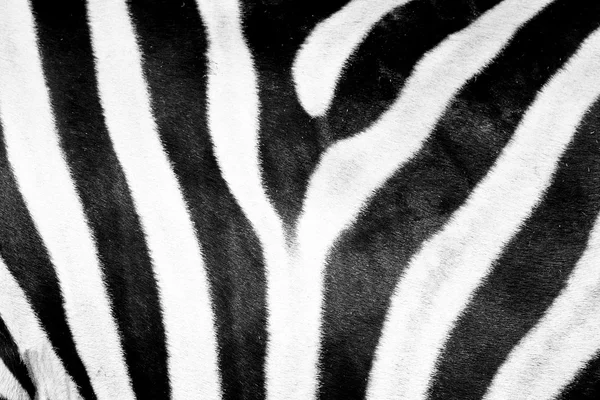 Skóra Zebra — Zdjęcie stockowe