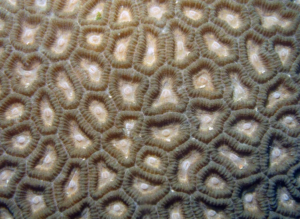 Corals — Stock fotografie