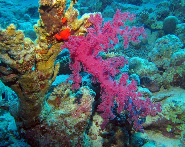 Coralli — Foto Stock
