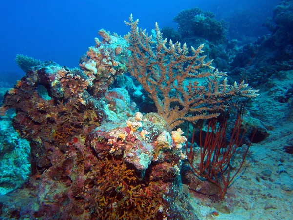 Korallrev i rött hav — Stockfoto