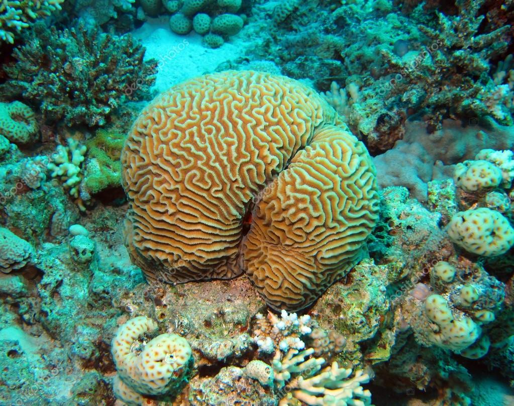 Brain coral Stock Photo by ©natursports 23349256