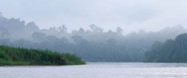 Kinabatangan nehir, borneo
