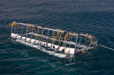 köpekbalığı kafesi