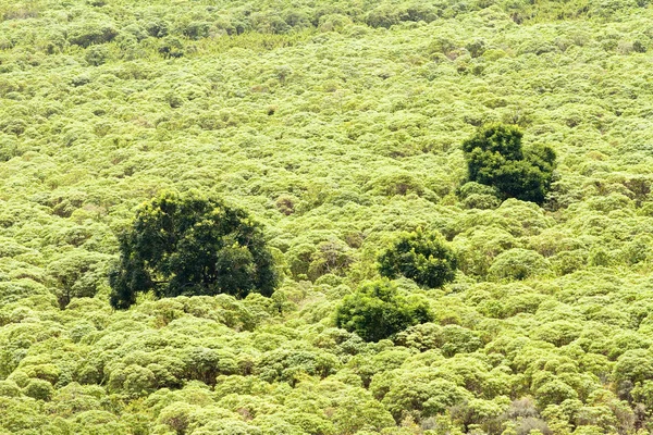 Forest of Floreana island, Galapagos — Stock Photo, Image