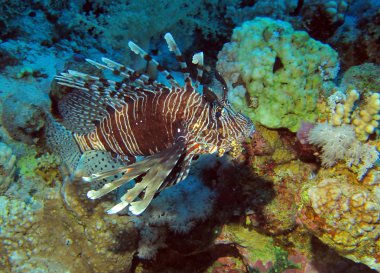 hint lionfish